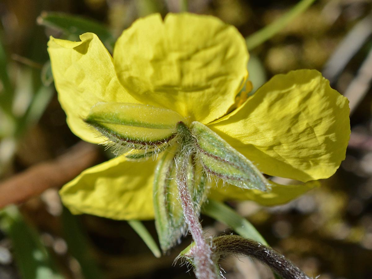 Helianthemum ovatum